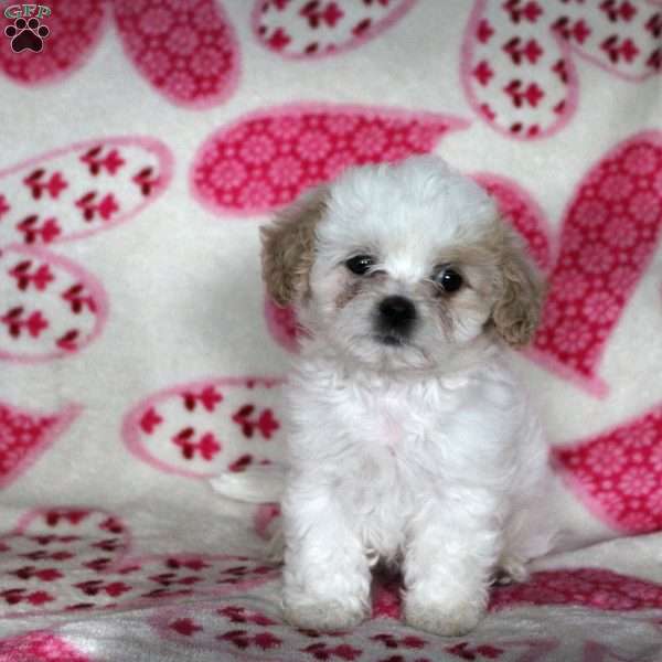 Princess, Maltipoo Puppy